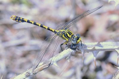 <i>Onychogomphus uncatus</i>
