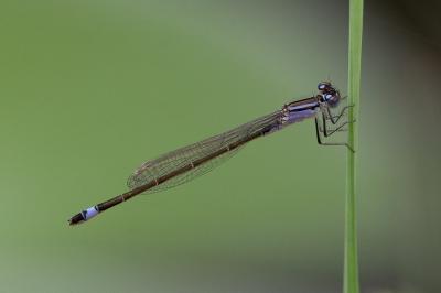 <i>Ischnura elegans</i>
