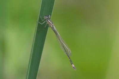 Ischnura elegans