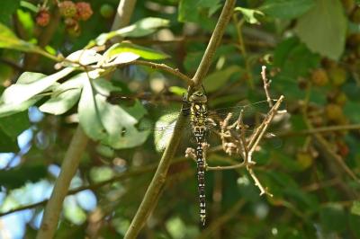 <i>Aeshna cyanea</i>
