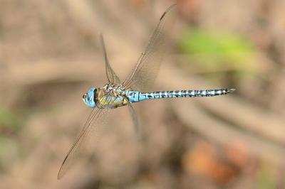 <i>Aeshna affinis</i>