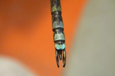 <i>Aeshna cyanea</i>