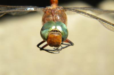 <i>Aeshna isoceles</i>