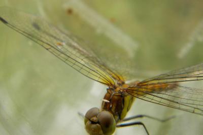 <i>Sympetrum striolatum</i>