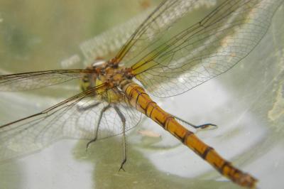 <i>Sympetrum striolatum</i>
