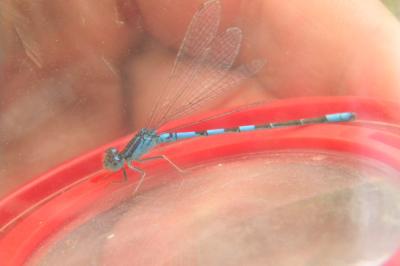 <i>Coenagrion scitulum</i>