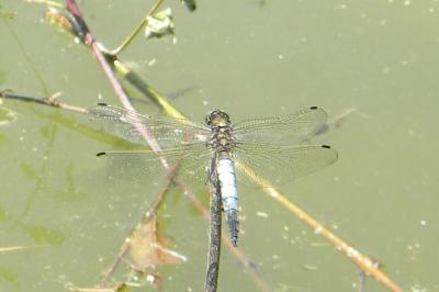 <i>Orthetrum cancellatum</i>