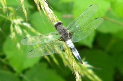 <i>Libellula fulva</i>