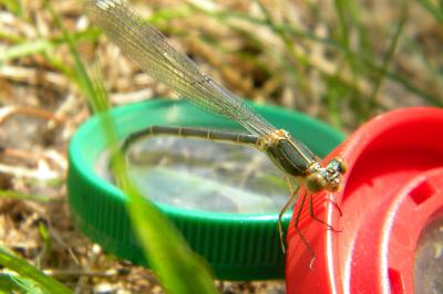 <i>Chalcolestes viridis</i>