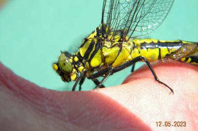 <i>Gomphus vulgatissimus</i>