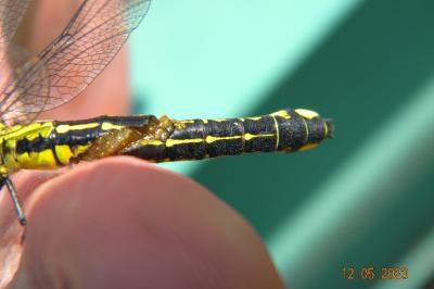 <i>Gomphus vulgatissimus</i>