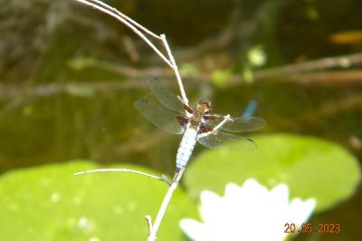 <i>Libellula depressa</i>
