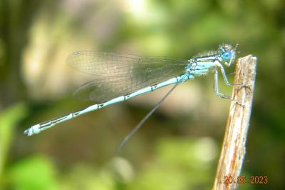 <i>Erythromma lindenii</i>