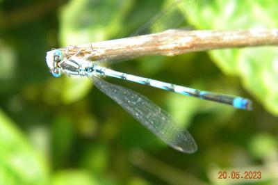 <i>Erythromma lindenii</i>