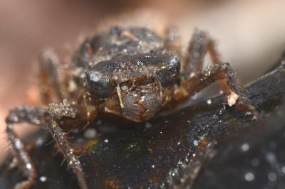<i>Cordulegaster boltonii</i>