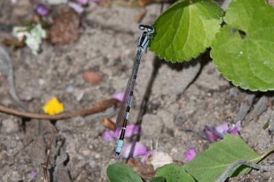 <i>Enallagma cyathigerum</i>