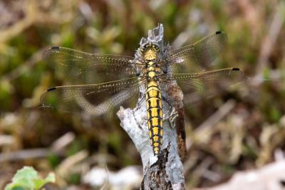 <i>Orthetrum cancellatum</i>