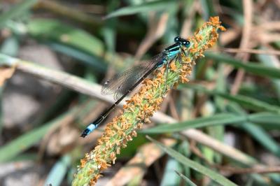 <i>Ischnura elegans</i>