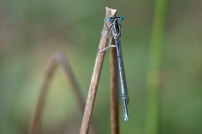 <i>Platycnemis pennipes</i>