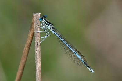 Platycnemis pennipes