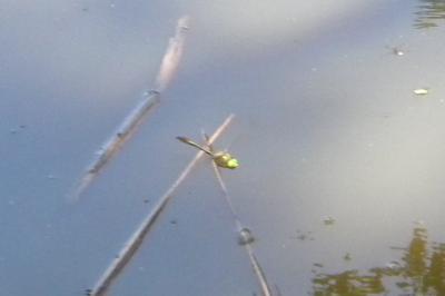 <i>Cordulia aenea</i>