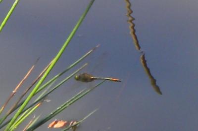 <i>Cordulia aenea</i>