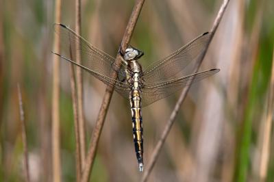 <i>Orthetrum albistylum</i>