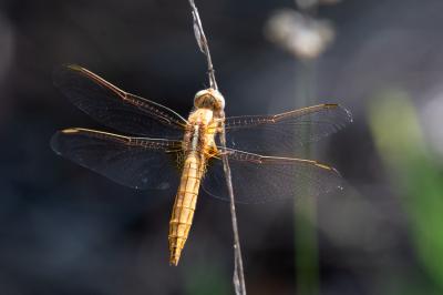 <i>Crocothemis erythraea</i>