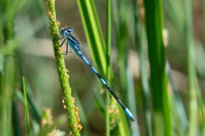 <i>Coenagrion scitulum</i>