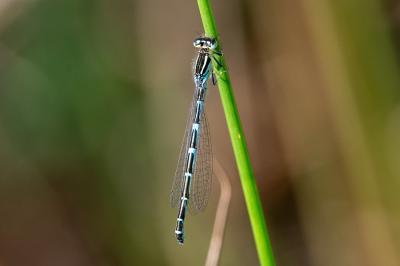 <i>Coenagrion scitulum</i>