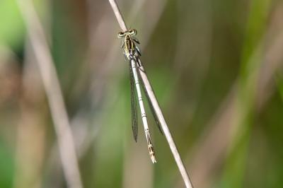 <i>Platycnemis pennipes</i>