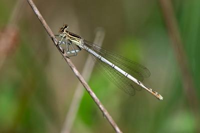 <i>Platycnemis pennipes</i>