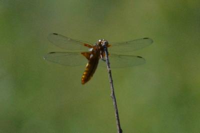 <i>Libellula depressa</i>
