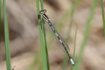 <i>Coenagrion scitulum</i>