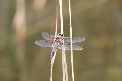 <i>Libellula quadrimaculata</i>