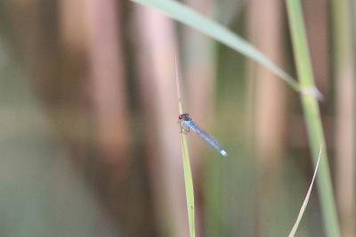 <i>Erythromma najas</i>