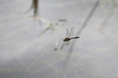 <i>Cordulia aenea</i>