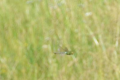 <i>Anax imperator</i>