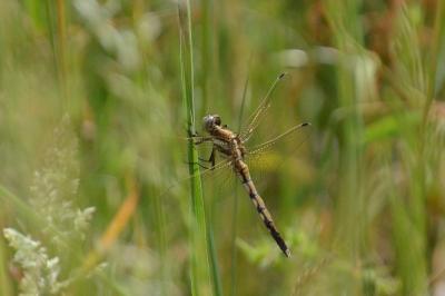 <i>Orthetrum albistylum</i>