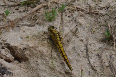 <i>Orthetrum cancellatum</i>