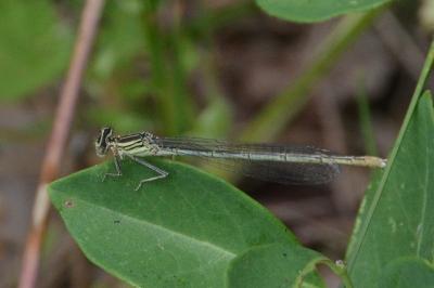 <i>Platycnemis pennipes</i>