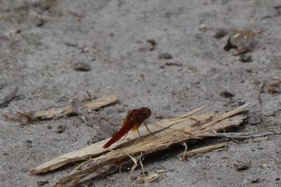 <i>Crocothemis erythraea</i>