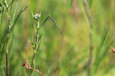 <i>Coenagrion scitulum</i>