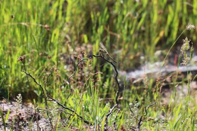 <i>Orthetrum cancellatum</i>
