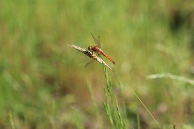 <i>Crocothemis erythraea</i>