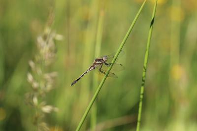 <i>Orthetrum albistylum</i>
