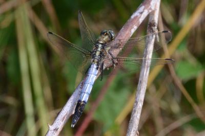 <i>Orthetrum albistylum</i>