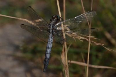 <i>Orthetrum albistylum</i>