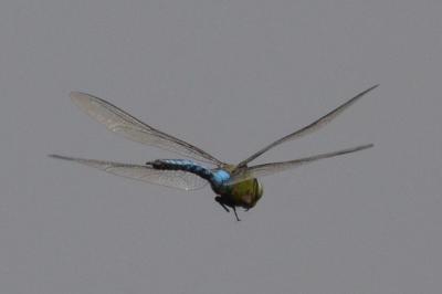 <i>Anax imperator</i>