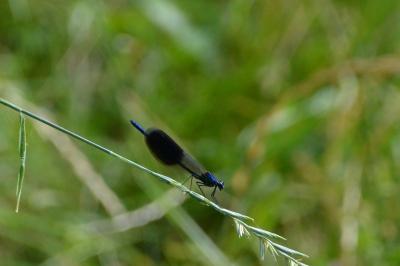 <i>Calopteryx splendens</i>